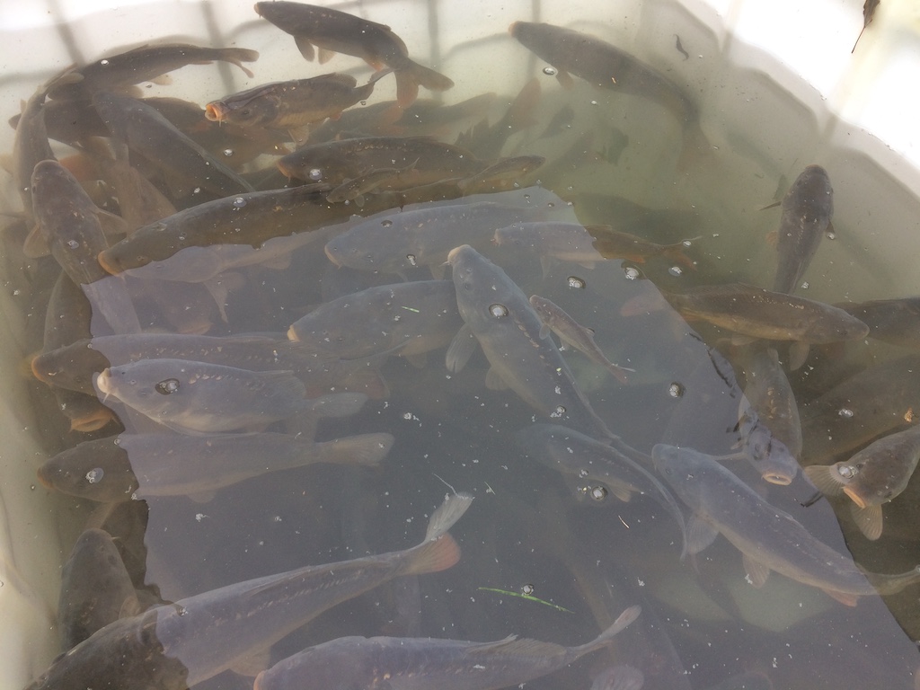 Feuerwehr Dobitschen Abfischen und Gewässerpflege Oberer Teich (03.11